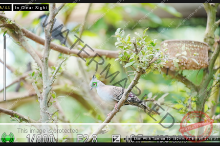 Sony A7 IV Bird Eye AF Test